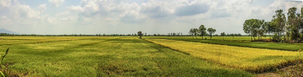 mekong delta rice field countryside 4193220